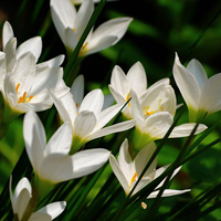 Zephyranthes Candida