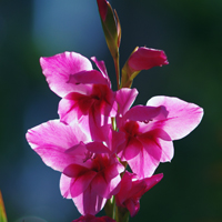 Gladiolus