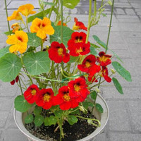 garden nasturtium