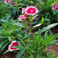 dianthus