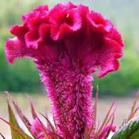 Celosia