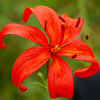 Lilium pumilum