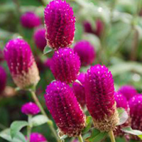 Gomphrena