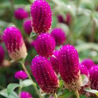 Gomphrena