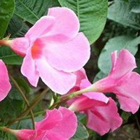 Fragrant vine