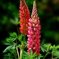 Lupine