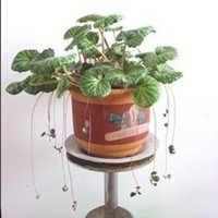 Saxifraga