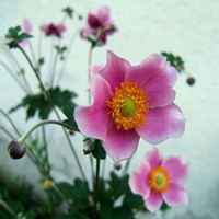 Broken bowl flower