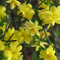 Forsythia suspensa