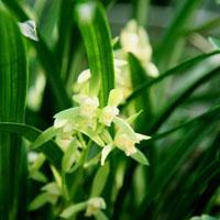 sword-leaved cymbidium