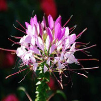 spiderflower