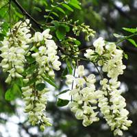 Sophora japonica