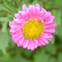 China aster