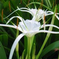 Beach Spider Lily