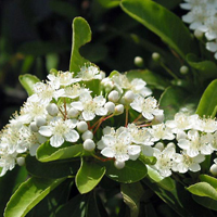 pyracantha