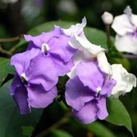 Brunfelsia acuminata 