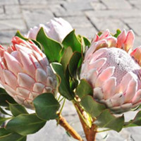 Protea