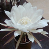 Epiphyllum