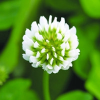 White clover