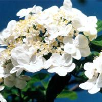 Viburnum