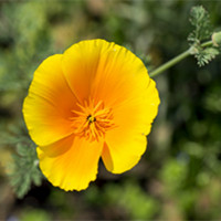 california poppy