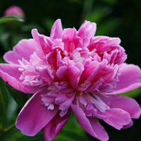 subshrubby peony flower