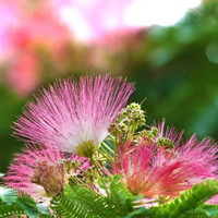 albizia flower