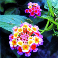 Lantana camara