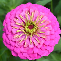 Zinnia elegans