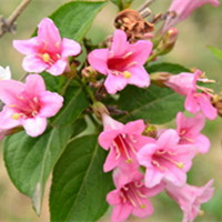 Weigela florida