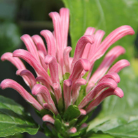 Coral flower