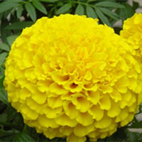 Marigold