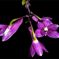 Dendrobium miyakei 