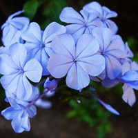 blue plumbago