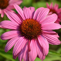 echinacea 