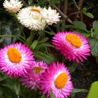 Strawflower