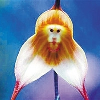Monkey faced little dragon orchid