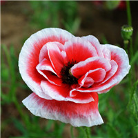 corn poppy