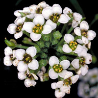 sweet alyssum