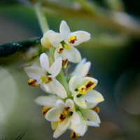 Olive flower