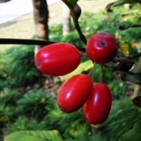 Cornus officinalis