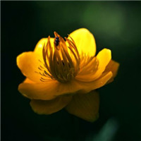 globeflower