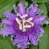 passionflower