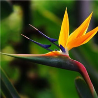 Bird of Paradise