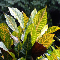 Golden banyan