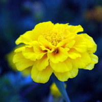 southern cone marigold