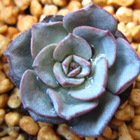 Echeveria moranii 