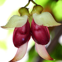 Mucuna birdwoodiana