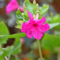 Mirabilis jalapa