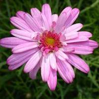 Marguerite flower